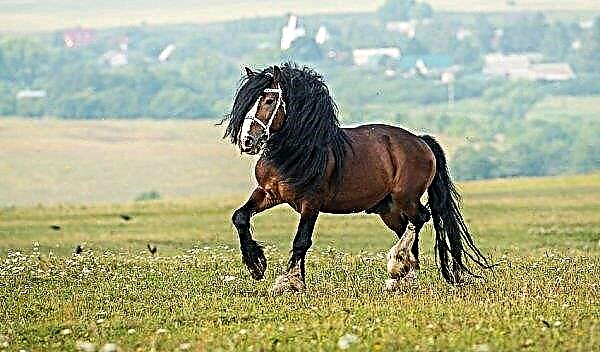 Vladimirsky heavy truck horse breed: description, weight, height at the withers, photo, maintenance and care