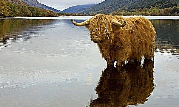 المرتفعات (سلالة من الأبقار الاسكتلندية): الوصف والصيانة والرعاية