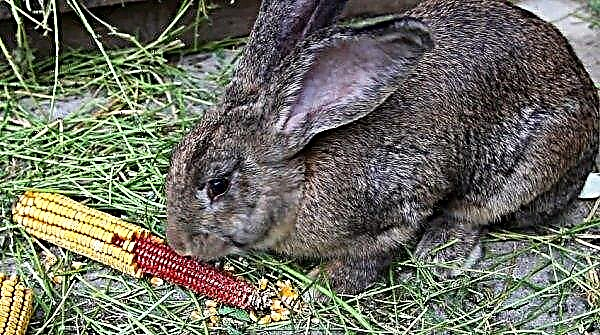 ¿Es posible alimentar a los conejos con maíz (hojas, espigas): beneficios y daños, comen frescos, cómo alimentarse