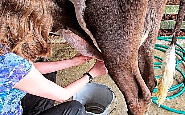 Ordeñando vacas después del parto: tecnología de ordeño