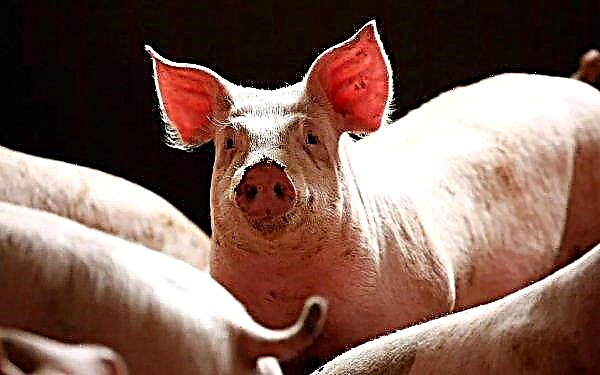 مرض Aujeszky في الخنازير: الأعراض والعلاج والأسباب