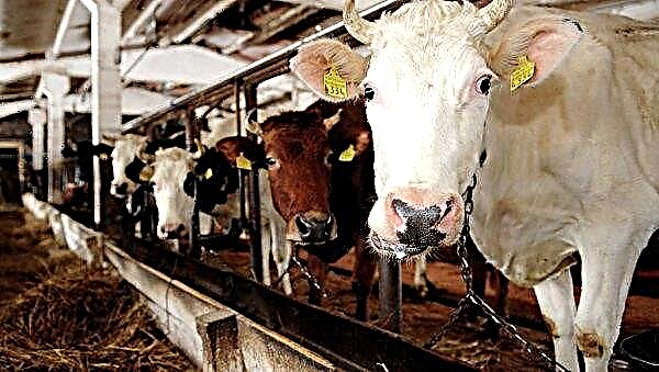 Leucemia em vacas (bovinos): causas e sintomas, como é transmitida, o que é perigoso para os seres humanos, é possível beber leite