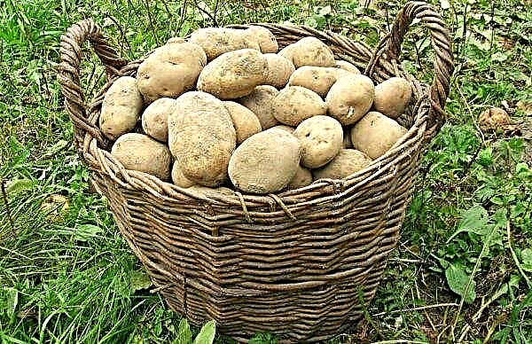 Potato Elizabeth: descriere și caracteristici ale soiului, randament și cultivare, fotografie