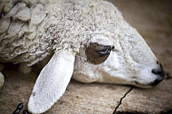 El cerebro de la oveja: ciclo de vida, quién es el huésped intermedio, qué causa la enfermedad, tratamiento