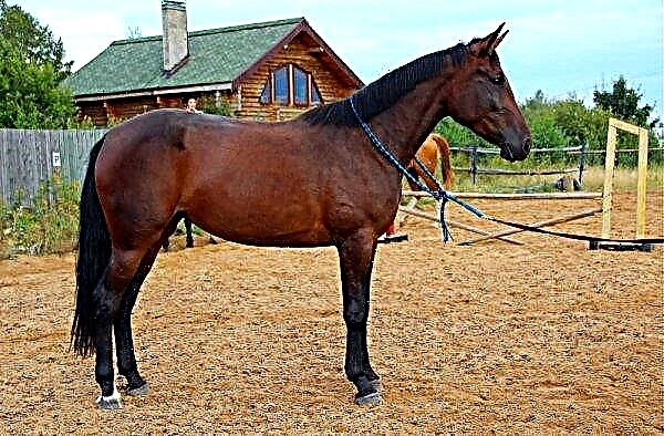 Ruska pasmina konjskih konica: vrsta i opis, sorte, fotografije
