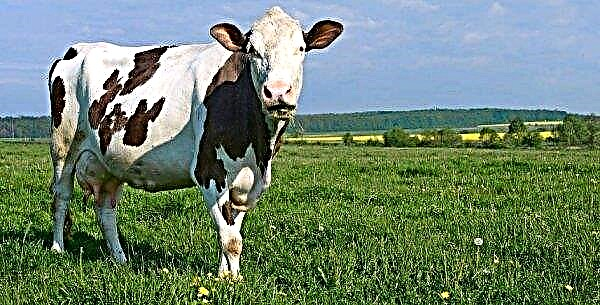 DIY Farmbau für Rinder: Grundprinzipien und Anforderungen, Schema