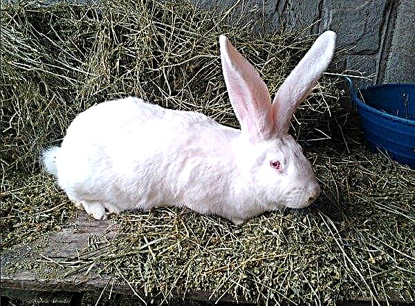 أرنب أبيض عملاق: وصف السلالة والصور والوزن والمحتوى