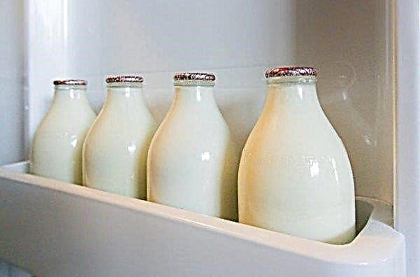 Hvorfor har en ko salt mælk, hvis hun ikke er gravid, salt mælk før og efter kalvning: årsager og behandling