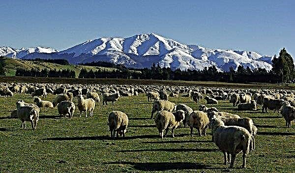 Élevage ovin: pays, élevage dans le monde, où plus de moutons sont élevés et pourquoi, leaders de l'élevage dans le monde