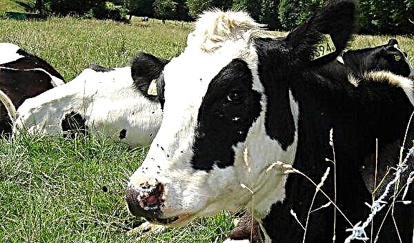 مرض قدم وفم الماشية: الأعراض والعلاج ، تعليمات التطعيم
