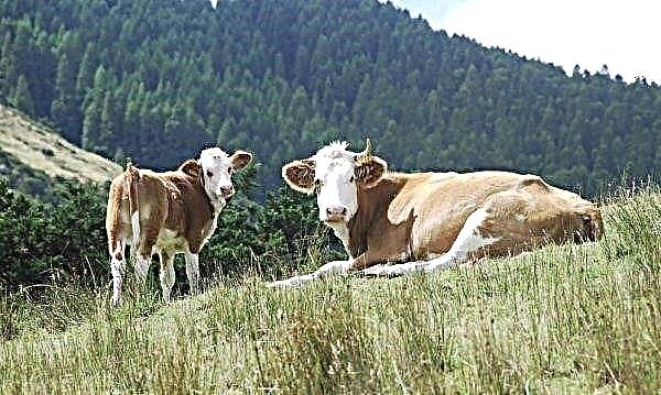 Paréza u kráv po otelení: liečba a príznaky, prevencia