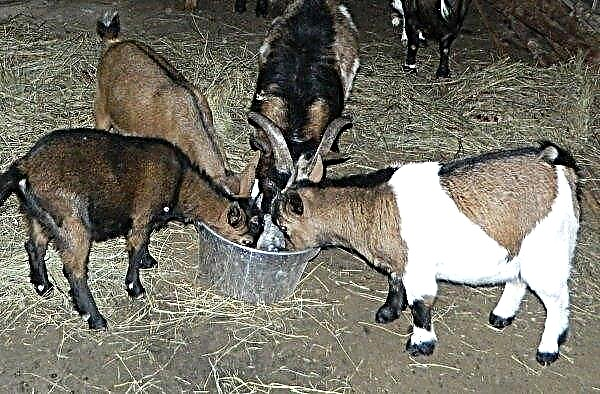 Dwarf goats: description, breeds with photos, care features