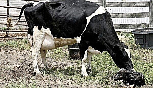 Por qué una vaca no tiene chicle: qué hacer, cómo tratar en casa