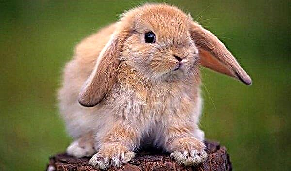 Nicknames for rabbits: how can you name a girl, a boy, how to come up with cute names, how to teach a nickname