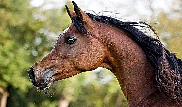 Арапска пасмина коња: карактеристике, одржавање и нега, превенција болести, фотографије