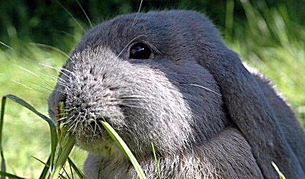 What grass can and should not be given to rabbits: feeding features, photos