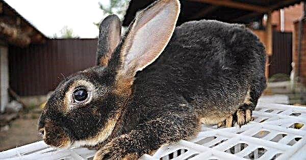 大型品種のウサギ：名前と写真付きの説明、飼育と給餌の機能