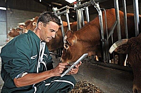 Actinomicose em vacas (bovinos): sintomas e tratamento, medidas de controle