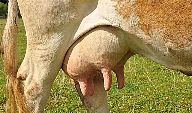 Enfermedades de la ubre de una vaca, sus síntomas y tratamiento, foto