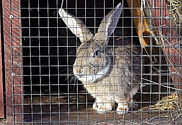 רשת לכלובים לארנבים: גדלים, כללי בחירה, איך להכין כלוב מרשת, לשימוש ברצפה, צילום