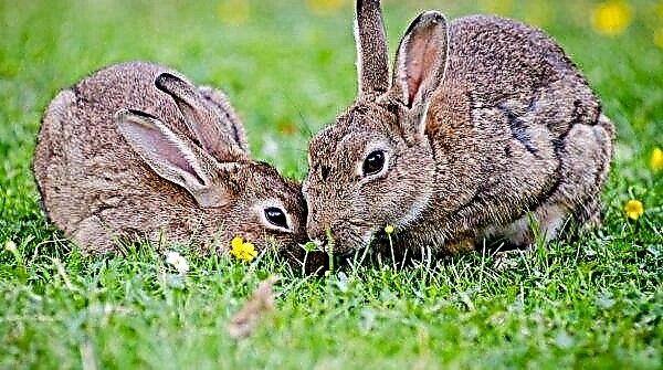 Gravidez em coelhos: quanto tempo leva