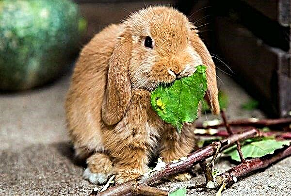 What do dwarf rabbits eat: allowed and prohibited foods, especially feeding