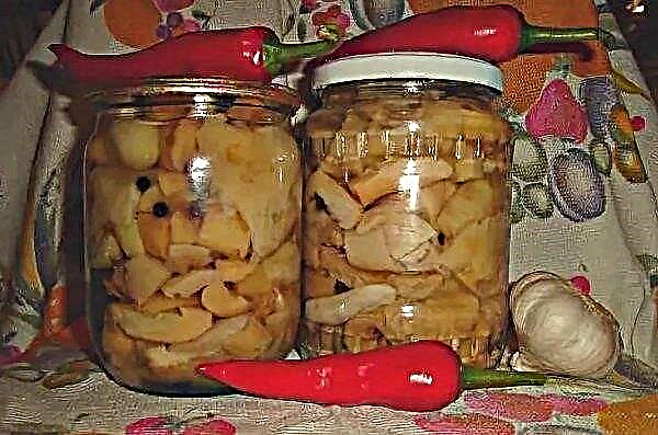 Pickled Russula: canned, recipes for the winter, a simple recipe