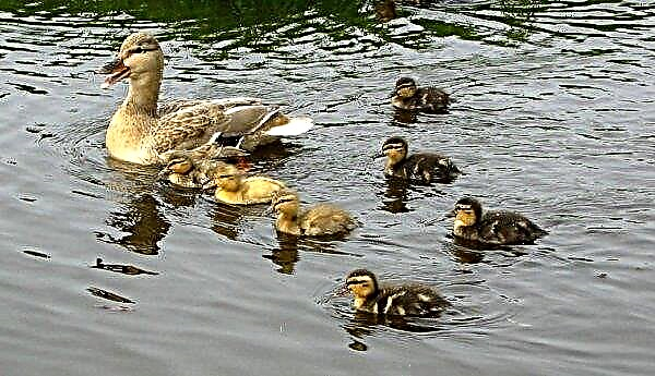 Ducklings diseases: symptoms and signs, treatment at home