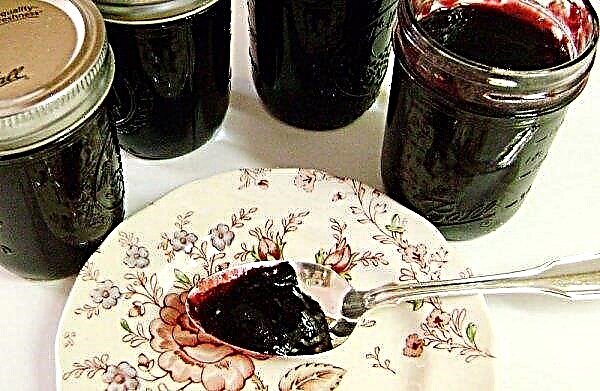 Selai anggur hitam dengan biji dan diadu untuk musim dingin: resep sederhana