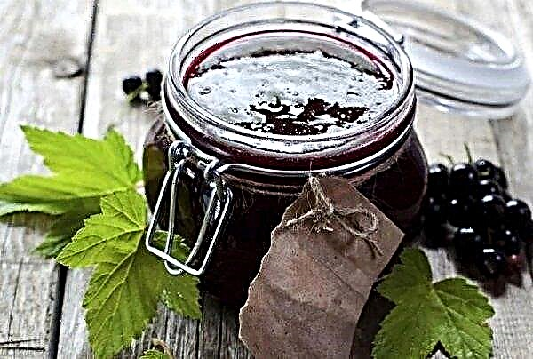 Blackcurrant jam: health benefits and harms, cooking recipes