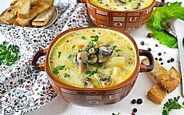 Chicken soup with mushrooms, a simple recipe with a photo step by step and calorie content per 100 grams