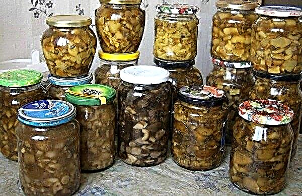 Pickled oyster mushrooms at home: quick recipes for the winter