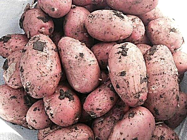 Potato Bellarosa: description and characteristics of the variety, taste, planting, cultivation and care, photos, videos, reviews