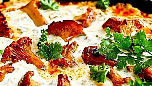Chanterelle recipes in sour cream: with onions, fried, stewed, garnish for them, how much time to cook