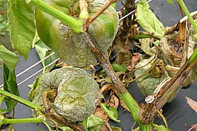îngrijire și cultivare într-o seră, caracteristici de plantare, reguli de bază pentru udare, fertilizare și formarea unui tufis