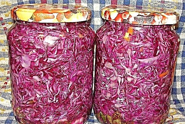 Salting red cabbage: the most popular recipes for winter preparations, storage methods at home