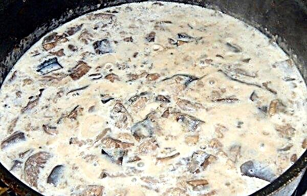 Mushroom champignon sauce in milk: pasta recipe
