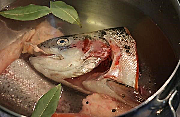 Carp ear: how to cook a classic ear at home, fish soup from the head and tail, step by step recipes, photos