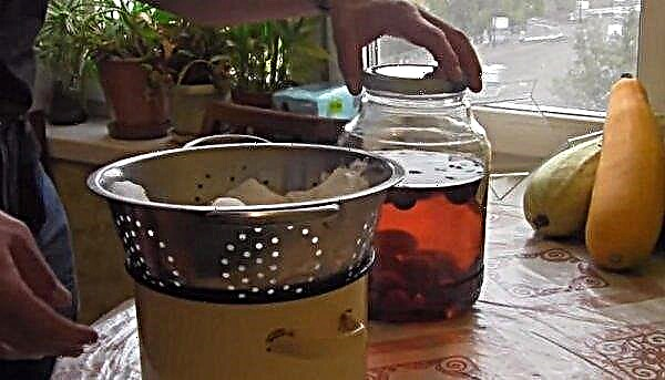 Plum vodka, filling, tincture: a recipe for cooking at home