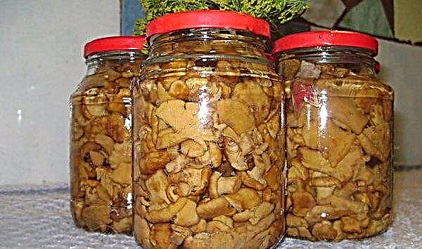 Salting chanterelles for the winter: recipes in jars in the cold way without cooking, hot way