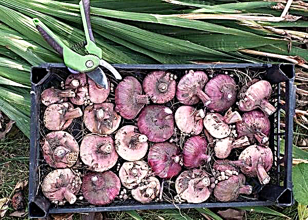 Glaïeuls: plantation et entretien en pleine terre dans l'Oural, quand planter, creuser des glaïeuls à l'automne, pour l'hiver