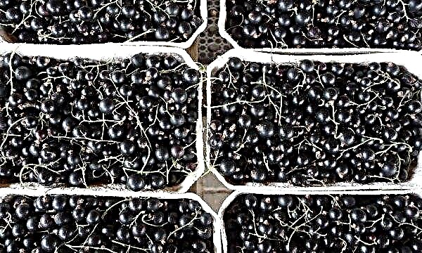 Variedad de grosella negra Delicatessen: apariencia, características y descripción de la variedad, foto