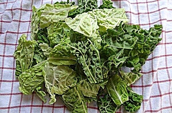 Is it possible to ferment savoy cabbage: the best step-by-step recipes for the winter, storage rules