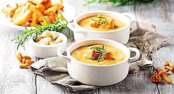살구 퓌레 수프 : 크림과 치즈, 신선한 버섯, 닭고기가 들어간 단계별 요리법