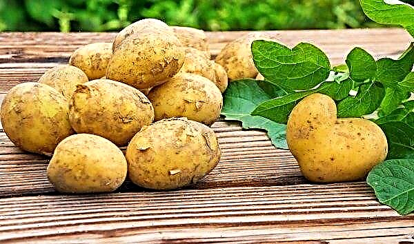 Belarusian varieties of potatoes: description with photos, early and late varieties