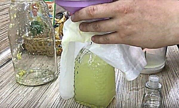 Tintura de jengibre y limón en el alcohol ilegal: una receta casera