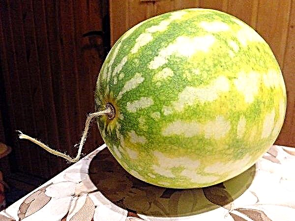 Watermelon Top Gun: descripción y características, características de cultivo y cuidado, reglas de almacenamiento para el cultivo, foto