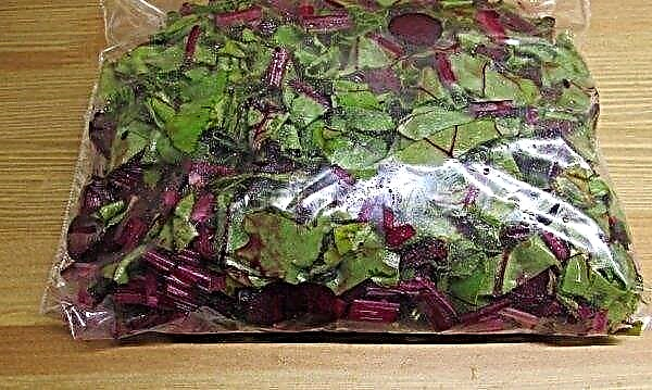 Beet leaves for the winter: recipes for harvesting tops at home