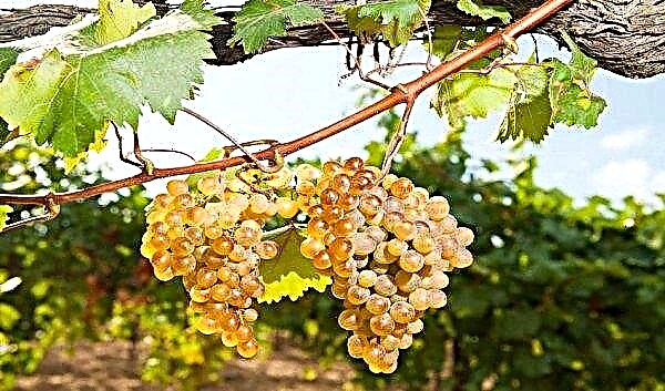 As melhores variedades de uvas da Sibéria: descrição e características do cultivo, foto