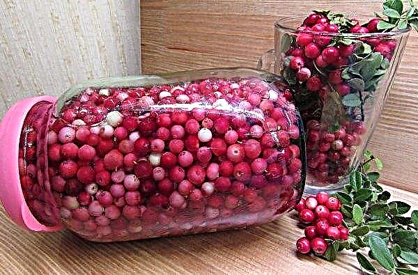 Lingonberry แช่แข็ง: สูตรที่บ้านสำหรับฤดูหนาวประโยชน์และอันตรายวิธีการแช่